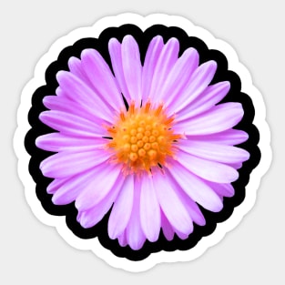 pink flower, blossom, nature, summer Sticker